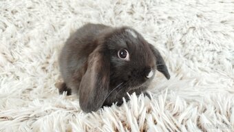 Zakrslý beránek, králíček, králík- DENIS - 5