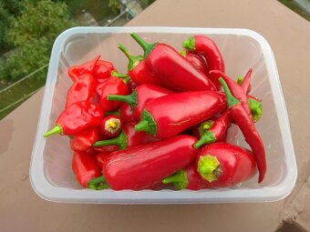 Sazenice chilli papriček - 5