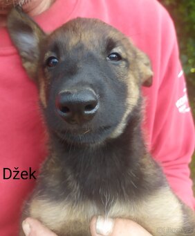 Belgický ovčák malinois - 5