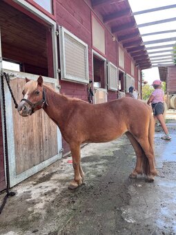 Prodám chovnou klisnu minihorse, american miniature horse - 5