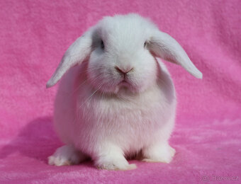 Modrooký zakrslý beránek . - 5