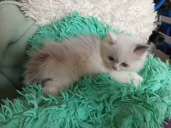 Ragdoll koťátko - 5