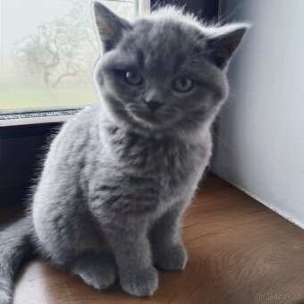 Britská koťata - 5