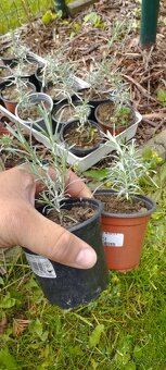 Byliny a trvalky - 5