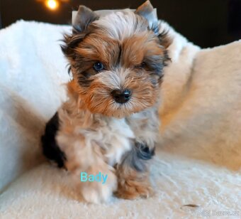 Jorkšírský teriér štěňátka - 5