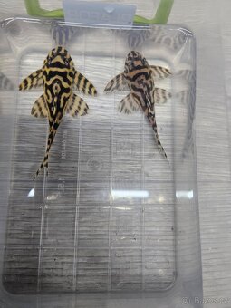 L 333 Gold line AAA - chovné páry - 5