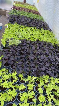 Ipomoea Batatas Povíjnice batátová - 5