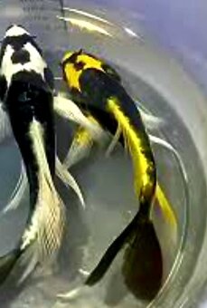 Koi kapr-japonský koi kapr kabuto long fish - 5
