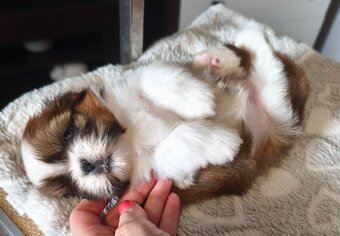 Štěňátka Shih-tzu s PP(shi-tzu, shihtzu) - 5