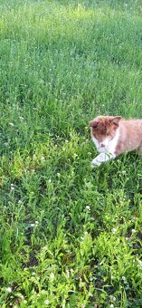 Border kolie - 5