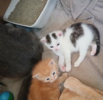 Koťátka  Britská modrá - 5