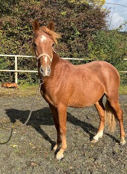 2 mladí WPB hřebci do sportu - 5