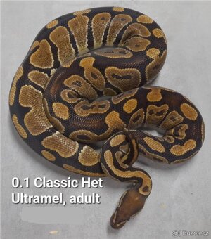 Krajta Královská - 5