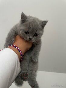 Britská modrá krátkosrstá kočka - koťata s PP - 5