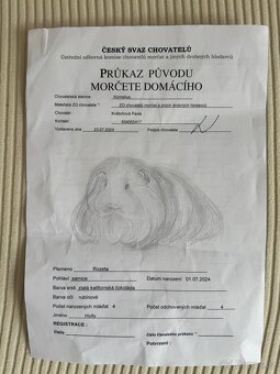 Morče - 5
