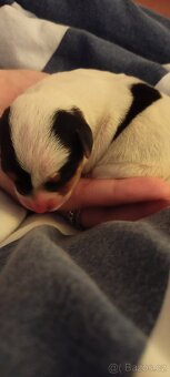 Štěňata Jack Russell teriér - 5
