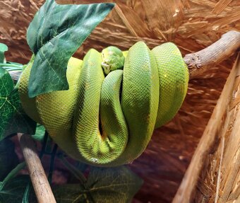 Morelia viridis - 5