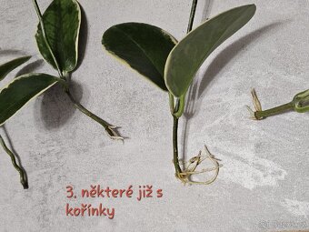 Pokojová rostlina - hoya různé - 5