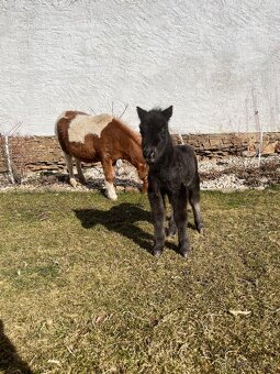Minihorse hřebeček - 5