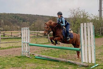 9ti-letý sportovní pony valášek - 5
