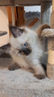 Kočka, Něvská maškaráda, sibiřská kočka, kočička s pp - 5
