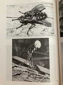 OBRÁZKY Z ŘÍŠE HMYZU - 5