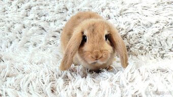 Zakrslý beránek, králíček, králík - JAYDEN - 5