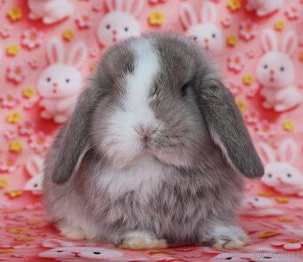 Zakrslí beránci NHD modrá očka . - 5