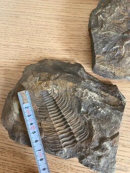 Trilobit - nález ČR - 5