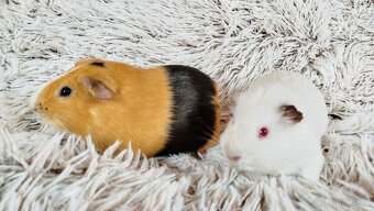 Morče, Morčátka, Morčata - VILÍK a TOMÍK - 5