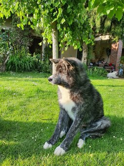 Akita inu štěně s průkazem původu, žíhaná fenka - 5
