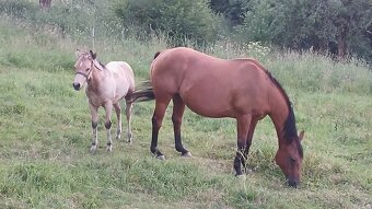 Nabízím QH klisnu a QH hrebecka s PP - 5