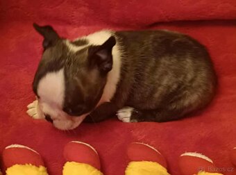 Boston,Bostonský teriér,Boston Terrier s PP - 5