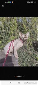 Kocour kanadský sphynx s PP k krytí - 5