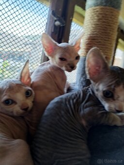 Sphynx koťátka - 5