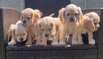 Americky Kokerspaniel-steniatka - 5