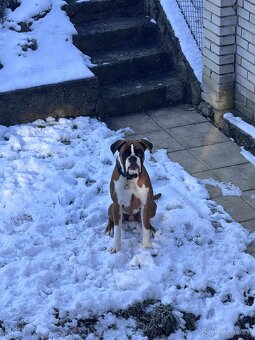 Prodáme ročního německého boxera - 5