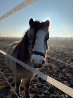 Ustájení 24/7 pro hříbě - 5