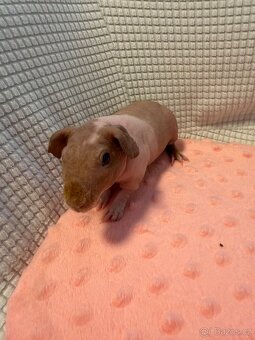 Skinny morče samec s PP - 5