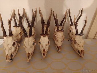 Srnčí lebky s parožím - 5