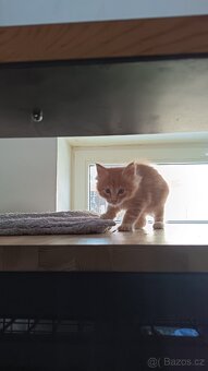 Mainská mývalí s PP - 5