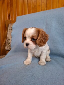 Cavalier cavalir kavalir kavalier - 5