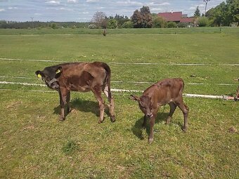 Ochočená Wagyu 50% jalovička - 5