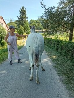 Letošní hřebeček Appaloosa FPD 100% - 5