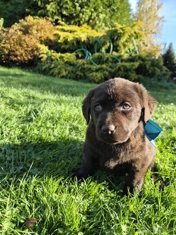 štěně labrador a hnědá fena IHNED - 5