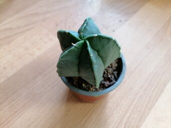 Krásný beztrnný kaktus Astrophytum Myriostigma Nudum - 5