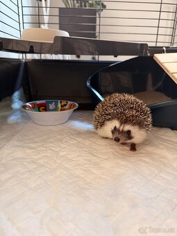 Ježek bělobřichý (africký) - 5