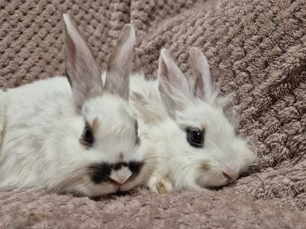 Zakrslí králíčci - 5