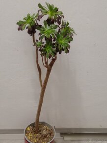 Prodám sukulenty Aeonium arboreum - 5