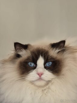 Koťátko Ragdoll s PP - 5